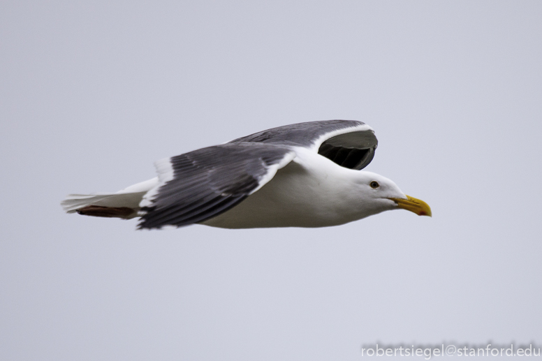 gull in flight